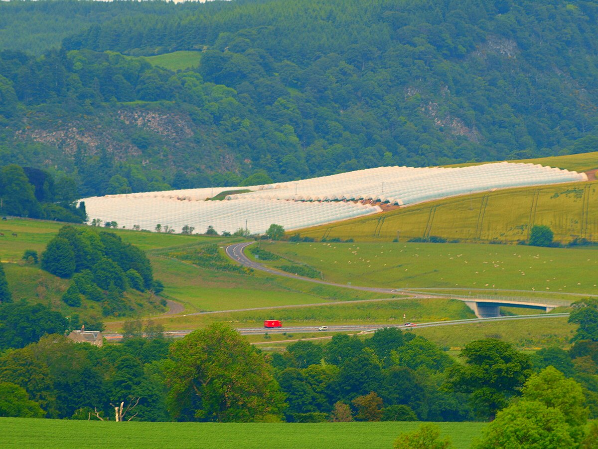 Image of a landscape looking onto a hillside with strawberry polytunnels on the other side of a motorway in Perthshire.